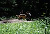 Folgaria 2010